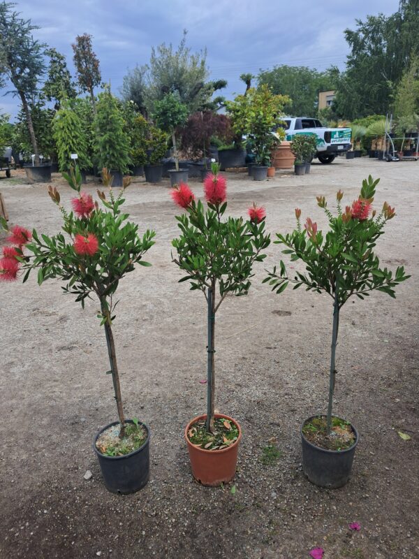 Kuflik Cytrynowy 100-130