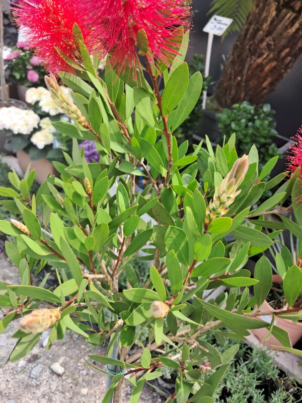 Kuflik Cytrynowy 100-130