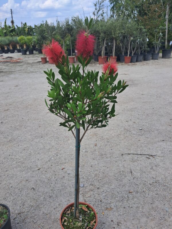 Kuflik Cytrynowy 100-130