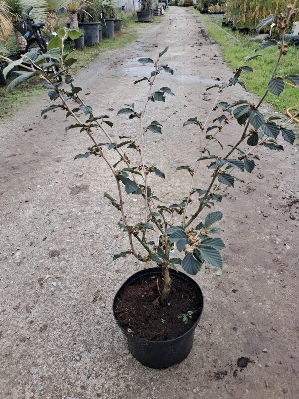 Oczar 'Amethyst' kwitnie styczeń-marzec, purpurowe kwiaty, 110-140cm