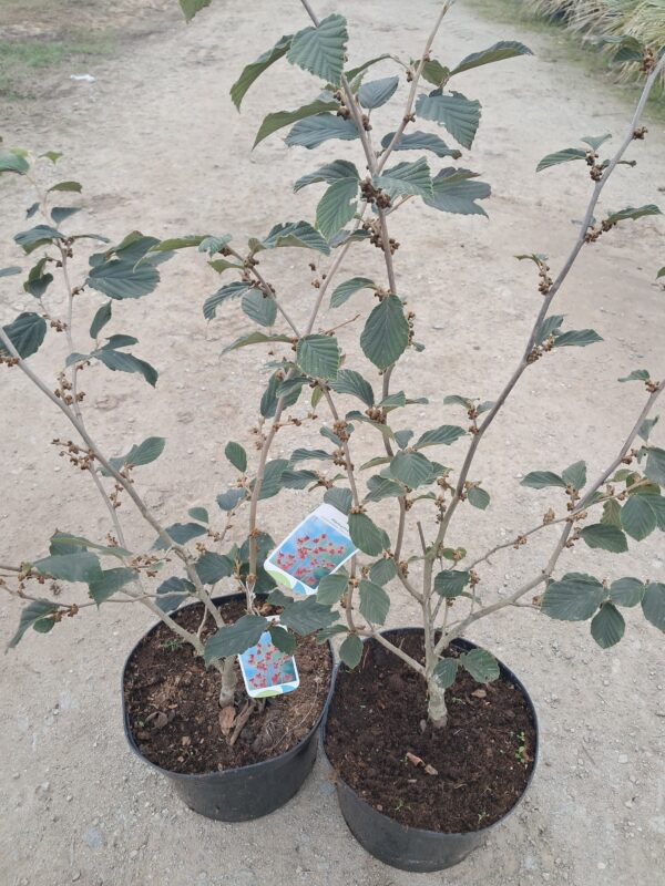 Oczar 'Orange Beauty' kwitnie styczeń-marzec, pomarańczowe kwiaty, 80-90cm