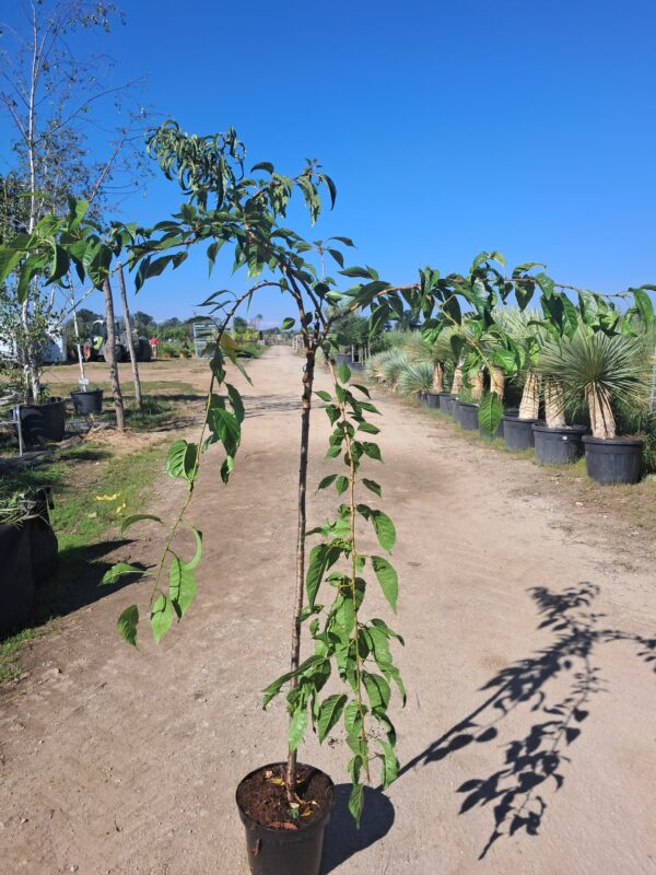 Wiśnia japońska 'KIKU SHIDARE ZAKURA' pełne kwiaty, kwitnące drzewo