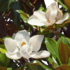 egzotyczne2 Magnolia wielkokwiatowa 'Alta',zimozielona,kolumnowa, kwitnąca latem c5