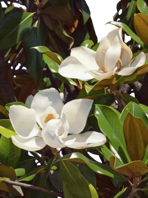 egzotyczne2 Magnolia wielkokwiatowa 'Alta',zimozielona,kolumnowa, kwitnąca latem c5