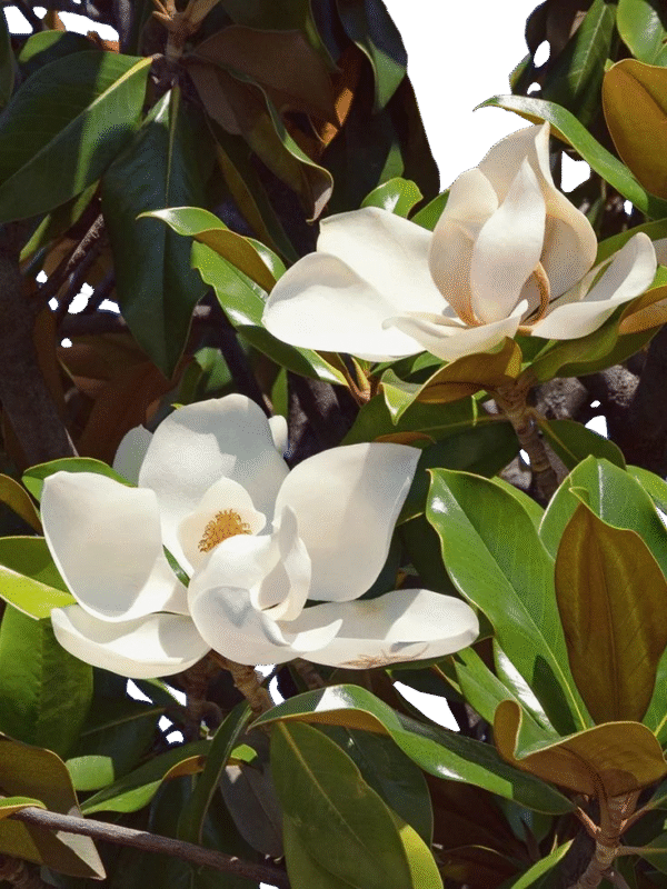 egzotyczne2 Magnolia wielkokwiatowa 'Alta',zimozielona,kolumnowa, kwitnąca latem c5