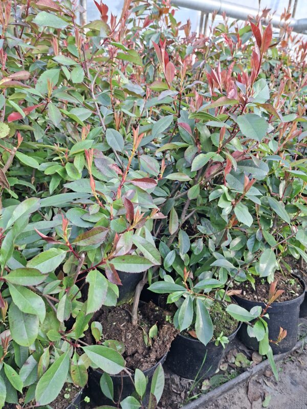 Głogownik 'Red Robin' na żywopłot, krzak 60-90cm