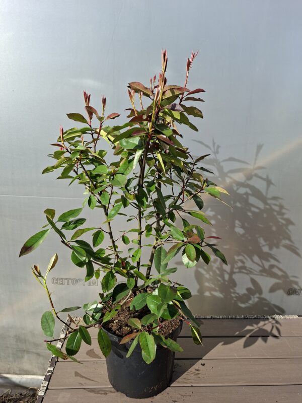 Głogownik 'Red Robin' na żywopłot, krzak 60-90cm