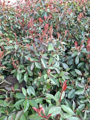 Głogownik 'Red Robin' krzak, na żywopłot, zimozielony 30-40cm