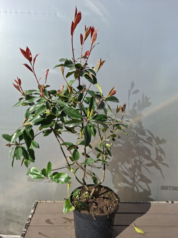 Głogownik 'Red Robin' na żywopłot, krzak 60-90cm