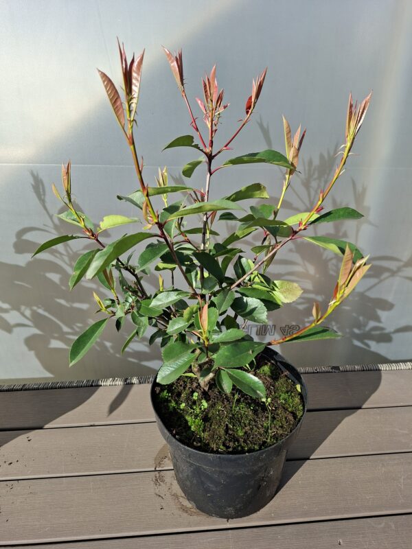 Głogownik 'Red Robin' krzak, na żywopłot, zimozielony 30-40cm