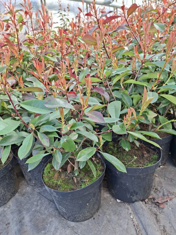 Głogownik 'Red Robin' krzak, na żywopłot, zimozielony 30-40cm