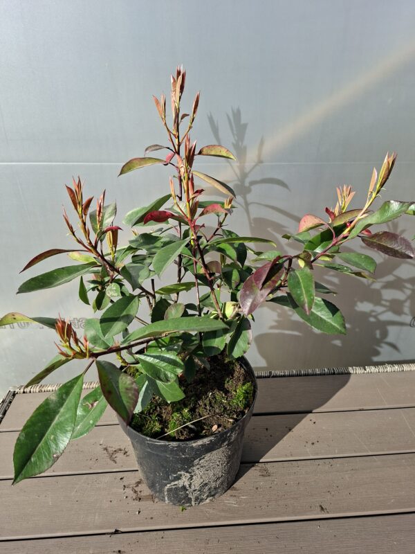 Głogownik 'Red Robin' krzak, na żywopłot, zimozielony 30-40cm