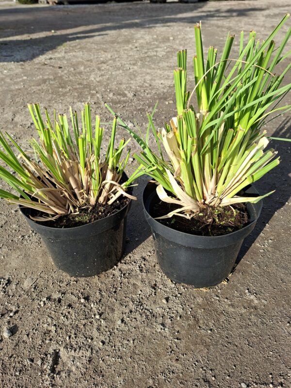 Trawa pampasowa, duża sadzonka c5