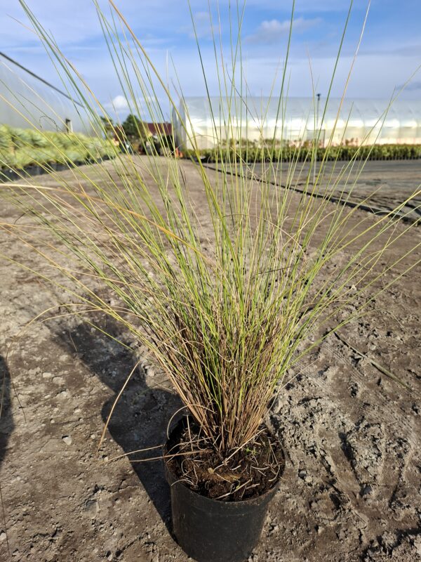 Trawa 'Muhlenbergia' włosowata, różowa mgiełka, duża sadzonka c5