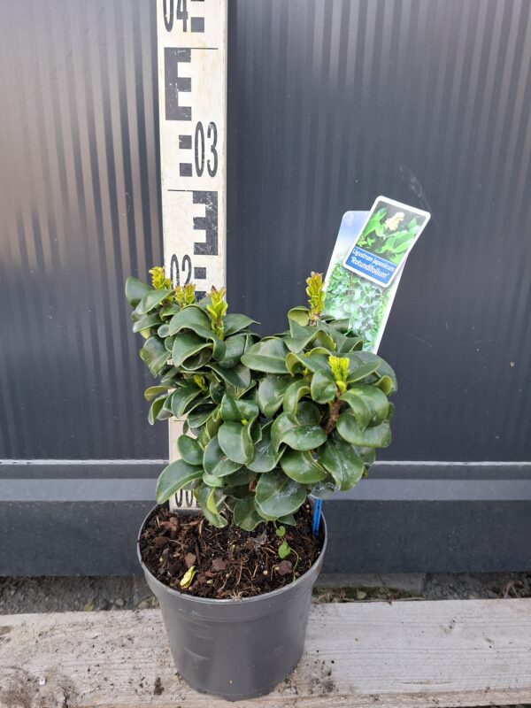 Ligustr 'Rotundifolium' zimozielony krzew, niski żywopłot