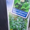 Ligustr 'Rotundifolium' zimozielony krzew, niski żywopłot