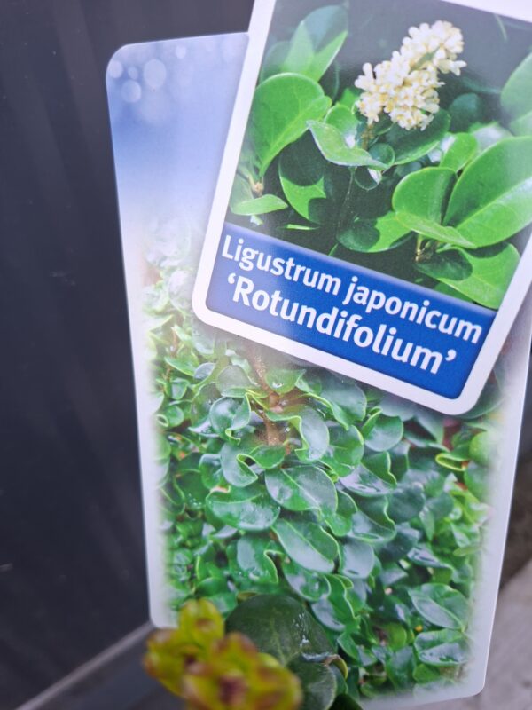Ligustr 'Rotundifolium' zimozielony krzew, niski żywopłot
