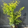 Klon palmowy 'Aoyagi' , zielona kora, 110-130cm
