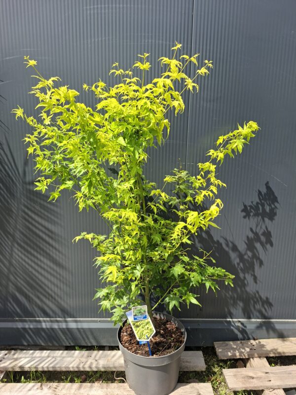Klon palmowy 'Aoyagi' , zielona kora, 110-130cm