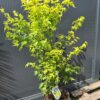 Klon palmowy 'Aoyagi' , zielona kora, 110-130cm