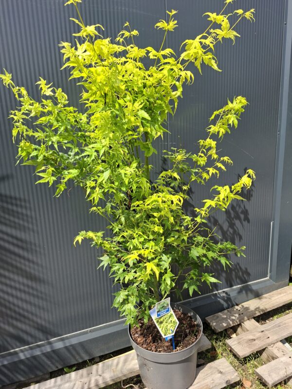 Klon palmowy 'Aoyagi' , zielona kora, 110-130cm