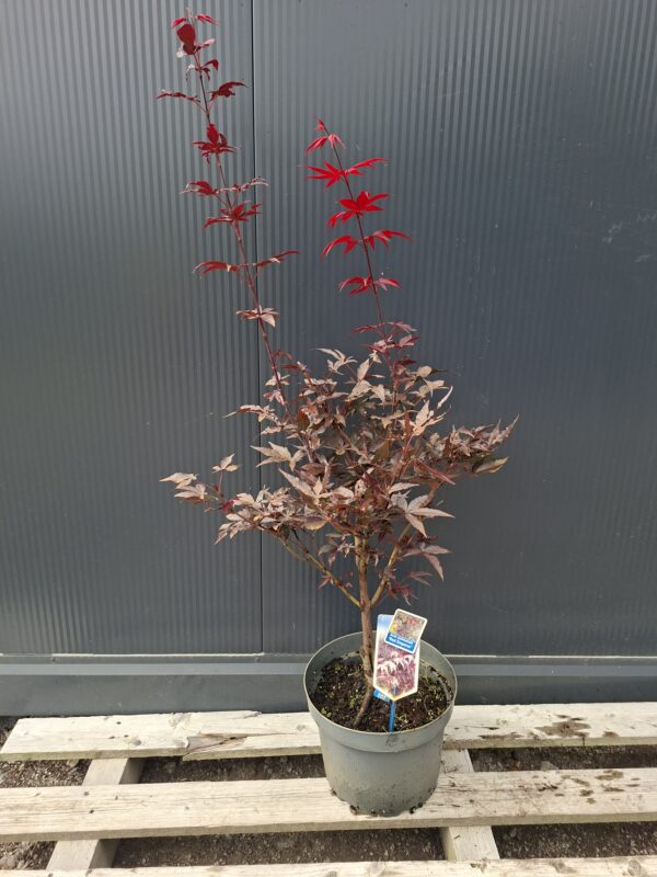 20260914_121322 Klon palmowy 'Red Emperor' czerwony, lubiący słońce