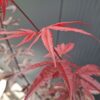 20260914_121344 Klon palmowy 'Red Emperor' czerwony, lubiący słońce