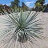 YUCCA ROSTRATA mrozoodporna, egzotyk, słońce, ogród, taras, zimozielona 25l