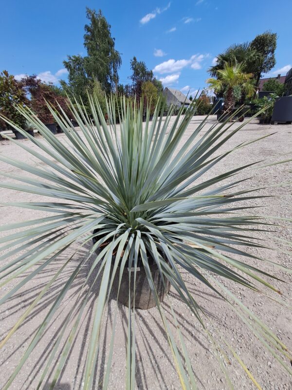 YUCCA ROSTRATA mrozoodporna, egzotyk, słońce, ogród, taras, zimozielona 25l