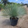 YUCCA ROSTRATA mrozoodporna XL, zimozielona, egzotyk, ogród, donica 35l