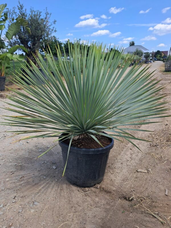 YUCCA ROSTRATA mrozoodporna XL, zimozielona, egzotyk, ogród, donica 35l