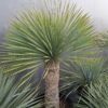 YUCCA ROSTRATA mrozoodporna XXXL, zimozielona, słońce, egzotyk, ogród, taras