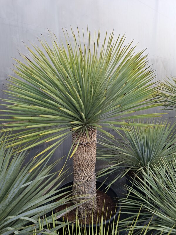 YUCCA ROSTRATA mrozoodporna XXXL, zimozielona, słońce, egzotyk, ogród, taras