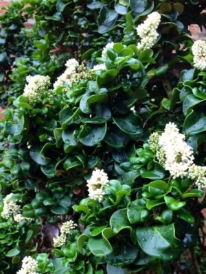 Ligustr 'Rotundifolium' zimozielony krzew, niski żywopłot