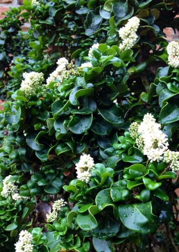 Ligustr 'Rotundifolium' zimozielony krzew, niski żywopłot