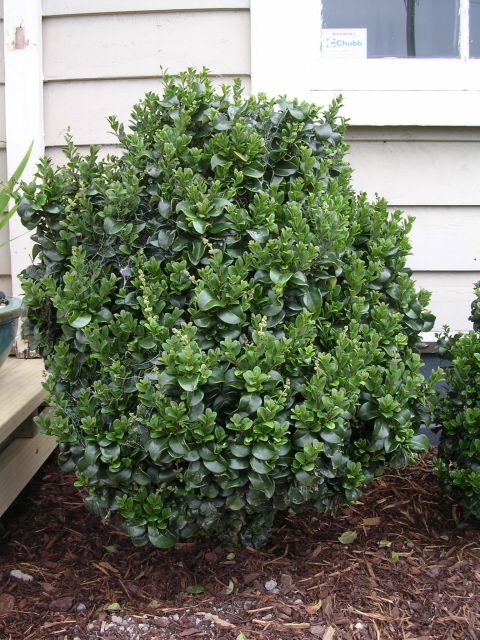 Ligustr 'Rotundifolium' zimozielony krzew, niski żywopłot