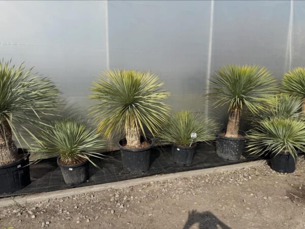 Yucca Rostrata mrozoodporna, zimozielona, słońce, egzotyk 20l