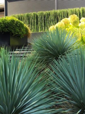 YUCCA ROSTRATA mrozoodporna, egzotyk, słońce, ogród, taras, zimozielona 25l