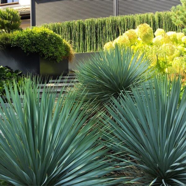 Yucca Rostrata mrozoodporna, zimozielona, słońce, egzotyk 20l