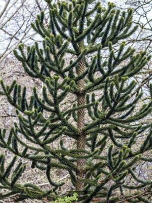 Araukaria chilijska, małpie drzewo, egzotyk