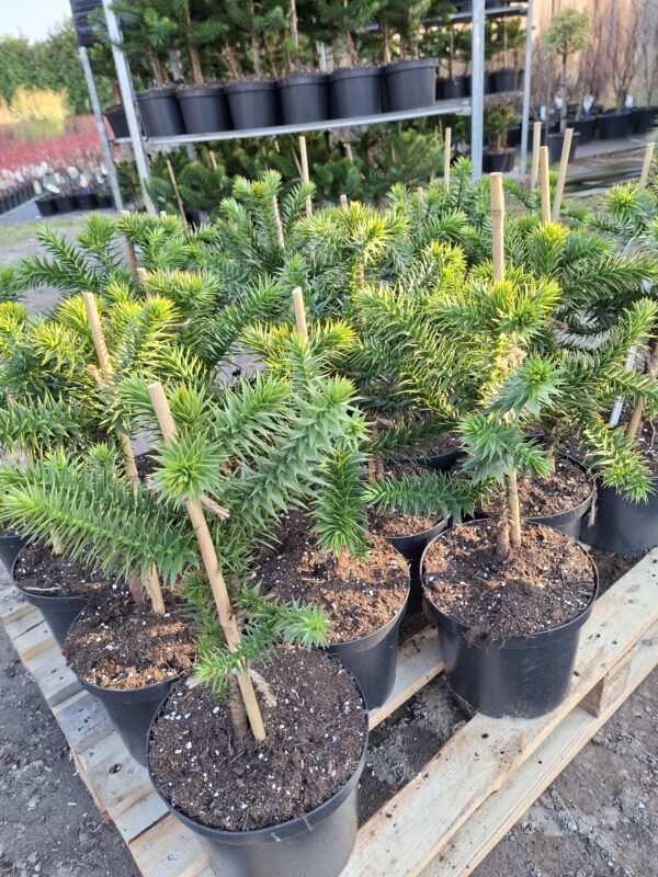 Araukaria chilijska, małpie drzewo, egzotyk