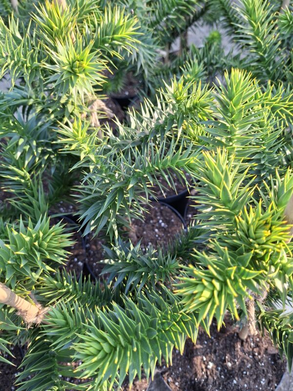 Araukaria chilijska, małpie drzewo, egzotyk