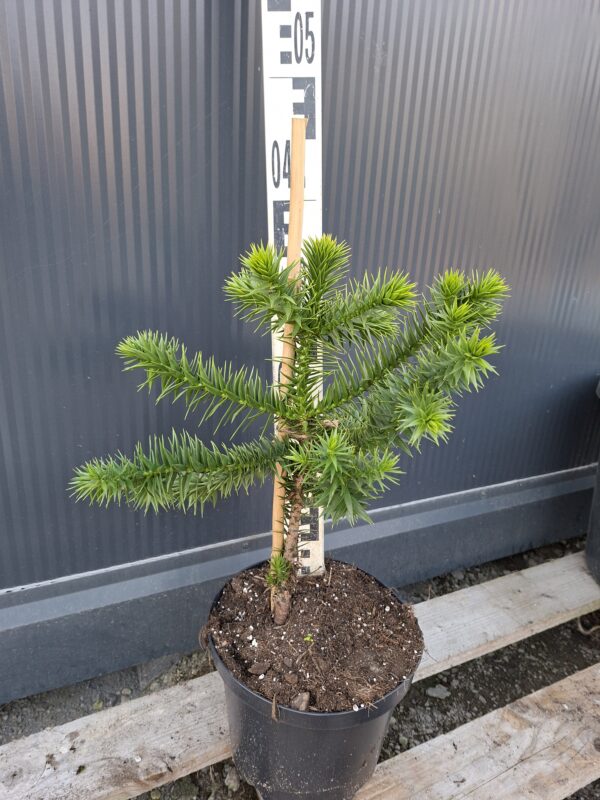 Araukaria chilijska, małpie drzewo, egzotyk