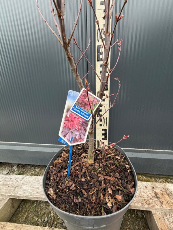 Klon palmowy 'Skeeters Broom' ogród, donica, kolumnowy