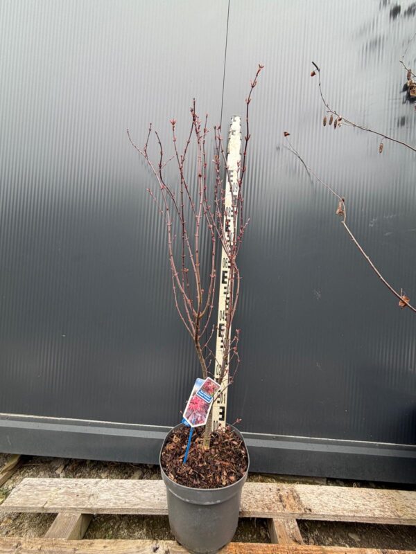 Klon palmowy 'Skeeters Broom' ogród, donica, kolumnowy