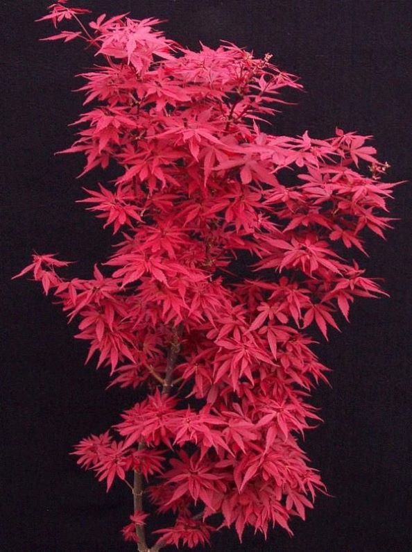 Klon palmowy 'Skeeters Broom' ogród, donica, kolumnowy