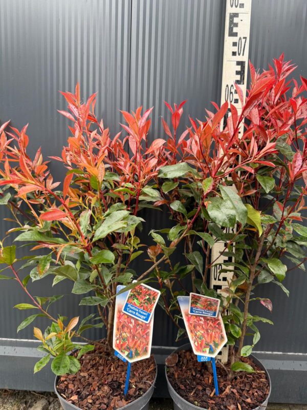 Głogownik 'Carre Rouge', zimozielony, krzew, ogród, donica c5