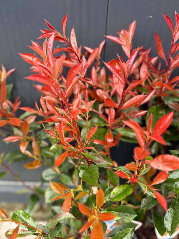 Głogownik 'Carre Rouge', zimozielony, krzew, ogród, donica c5