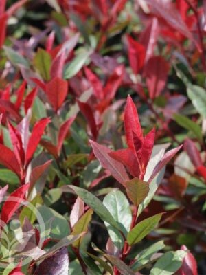 Głogownik 'Carre Rouge', zimozielony, krzew, ogród, donica c5