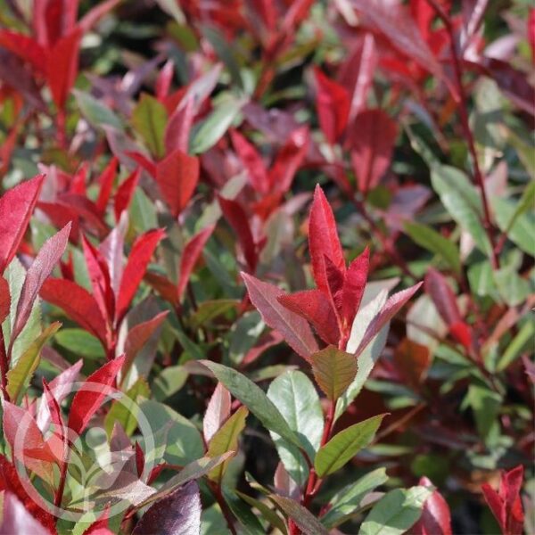 Głogownik 'Carre Rouge', zimozielony, krzew, ogród, donica c5